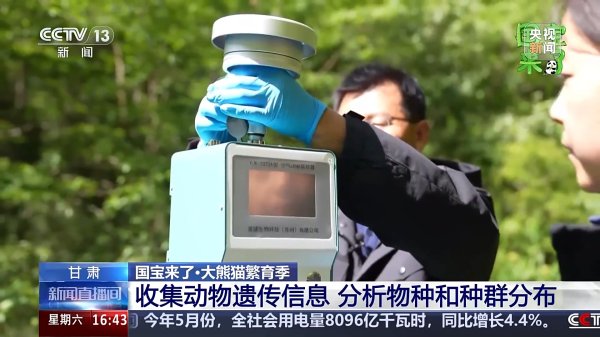 天通盈 野生大熊猫有多少？种群如何分布？科研团队实地探秘→