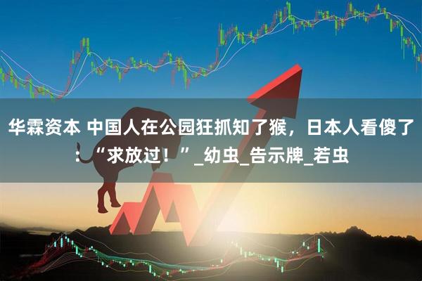 华霖资本 中国人在公园狂抓知了猴，日本人看傻了：“求放过！”_幼虫_告示牌_若虫